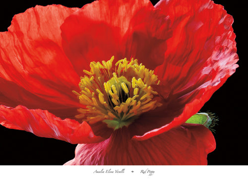 Amalia Elena Veralli Red Poppy Kunstdruck 91x66cm | Yourdecoration.de