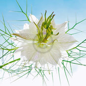 Ingrid Ulmer Seiltänzer Weiss Kunstdruck 50x50cm | Yourdecoration.de
