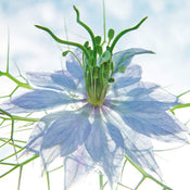 Ingrid Ulmer Seiltänzer blau Kunstdruck 50x50cm | Yourdecoration.de