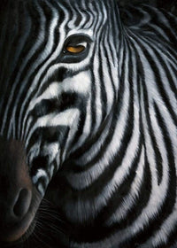 Jutta Plath Zebra I Kunstdruck 60x80cm | Yourdecoration.de