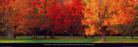 Tom Mackie Maple Trees in Autumn Kunstdruck 95x33cm | Yourdecoration.de