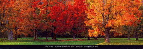 Tom Mackie Maple Trees in Autumn Kunstdruck 95x33cm | Yourdecoration.de