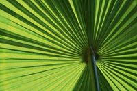 Ortwin Klipp Leaf 1 Kunstdruck 70x50cm | Yourdecoration.de