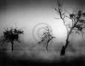 Tom Weber Bäume im Nebel II Kunstdruck 90x70cm | Yourdecoration.de