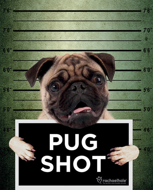 Pyramid Rachael Hale Pug Shot Banjo Poster 40x50cm | Yourdecoration.de