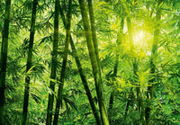 Wizard+Genius Bamboo Forest Fototapete 366x254cm | Yourdecoration.de