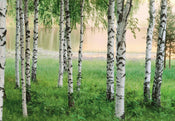 Wizard+Genius Nordic Forest Fototapete 366x254cm | Yourdecoration.de