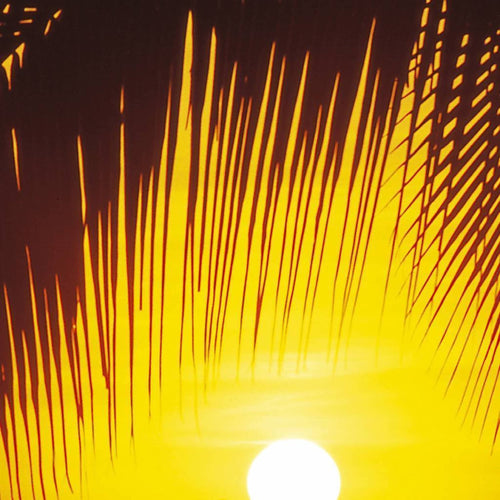 Komar Palmy Beach Sunrise Fototapete 92x220cm | Yourdecoration.de
