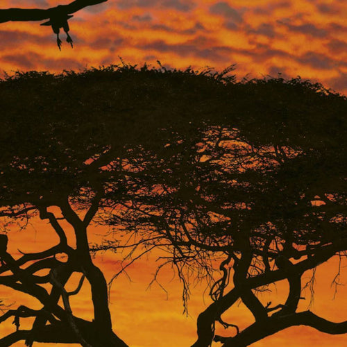 Komar African Sunset Fototapete National Geographic 194x270cm | Yourdecoration.de