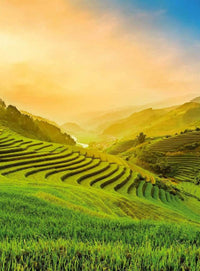 Wizard+Genius Terraced Rice Field In Vietnam Vlies Fototapete 192x260cm 4 bahnen | Yourdecoration.de