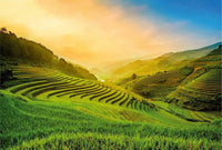 Wizard+Genius Terraced Rice Field In Vietnam Vlies Fototapete 384x260cm 8 bahnen | Yourdecoration.de