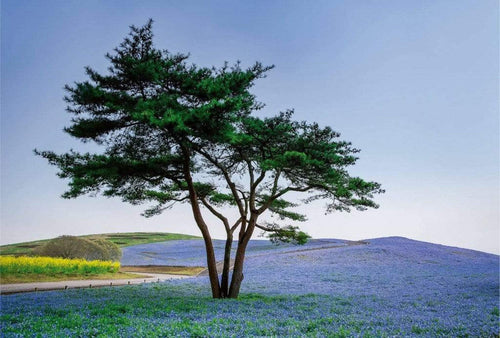 Wizard+Genius Tree in Blue Flower Field in Japan Vlies Fototapete 384x260cm 8 bahnen | Yourdecoration.de