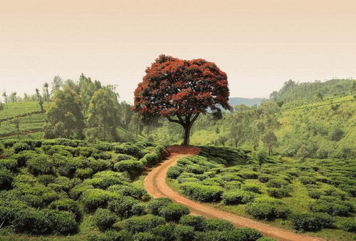 Wizard+Genius Red Tree and Hills in Sri Lanka Vlies Fototapete 384x260cm 8 bahnen | Yourdecoration.de