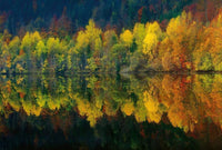 Wizard+Genius Autumn Forest Lake Vlies Fototapete 384x260cm 8 bahnen | Yourdecoration.de