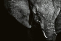 Wizard+Genius Beautiful Elephant Vlies Fototapete 384x260cm 8 bahnen | Yourdecoration.de