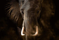 Wizard+Genius Elephant Ivory Vlies Fototapete 384x260cm 8 bahnen | Yourdecoration.de
