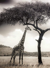 Wizard+Genius Giraffe Safari Vlies Fototapete 192x260cm 4 bahnen | Yourdecoration.de