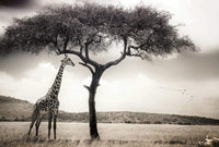Wizard+Genius Giraffe Safari Vlies Fototapete 384x260cm 8 bahnen | Yourdecoration.de