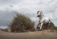 Wizard+Genius White Wild Horse Vlies Fototapete 384x260cm 8 bahnen | Yourdecoration.de