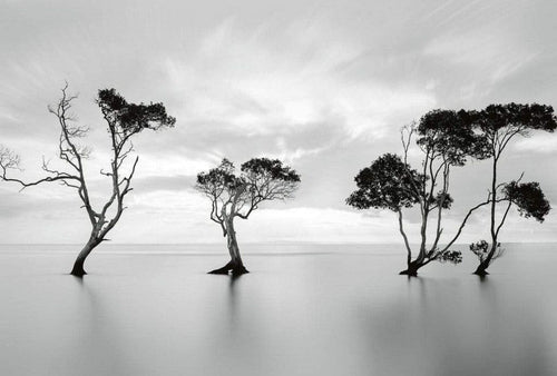 Wizard+Genius Trees in the Still Water Vlies Fototapete 384x260cm 8 bahnen | Yourdecoration.de