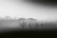Wizard+Genius Foggy Landscape Vlies Fototapete 384x260cm 8 bahnen | Yourdecoration.de