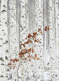 Wizard+Genius White Birch Forest Vlies Fototapete 192x260cm 4 bahnen | Yourdecoration.de