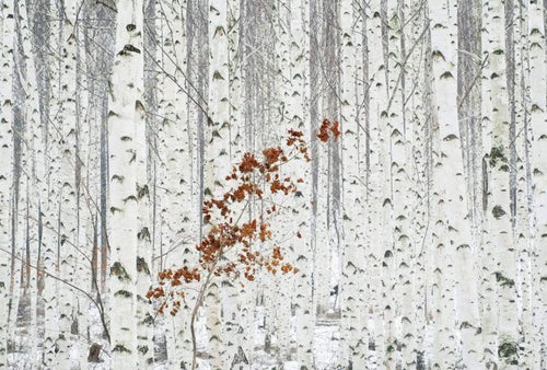 Wizard+Genius White Birch Forest Vlies Fototapete 384x260cm 8 bahnen | Yourdecoration.de