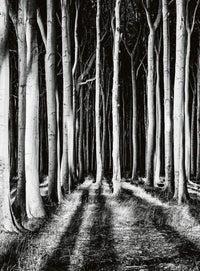 Wizard+Genius Ghost Forest Vlies Fototapete 192x260cm 4 bahnen | Yourdecoration.de