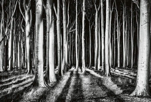 Wizard+Genius Ghost Forest Vlies Fototapete 384x260cm 8 bahnen | Yourdecoration.de