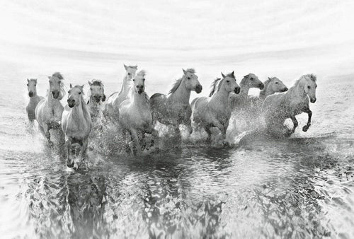 Wizard+Genius White Horses Vlies Fototapete 384x260cm 8 bahnen | Yourdecoration.de