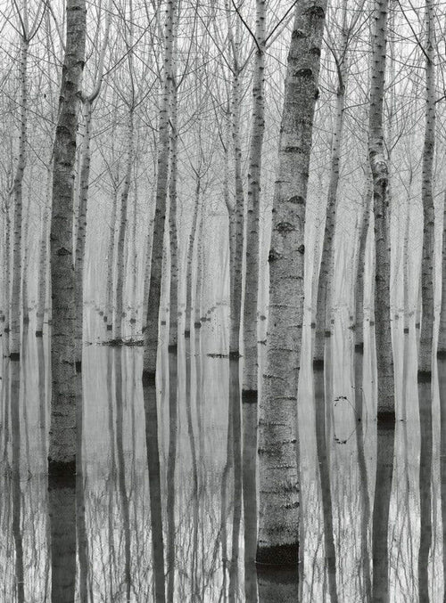 Wizard+Genius Birch Forest In The Water Vlies Fototapete 192x260cm 4 bahnen | Yourdecoration.de