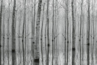 Wizard+Genius Birch Forest in the Water Vlies Fototapete 384x260cm 8 bahnen | Yourdecoration.de