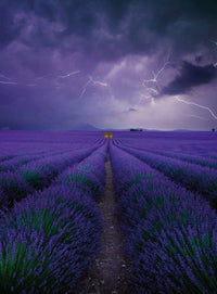 Wizard+Genius Field Of Lavender Vlies Fototapete 192x260cm 4 bahnen | Yourdecoration.de