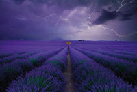 Wizard+Genius Field of Lavender Vlies Fototapete 384x260cm 8 bahnen | Yourdecoration.de