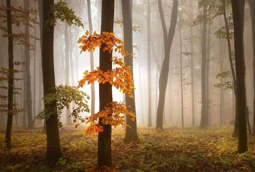 Wizard+Genius Foggy Autumn Forrest Vlies Fototapete 384x260cm 8 bahnen | Yourdecoration.de