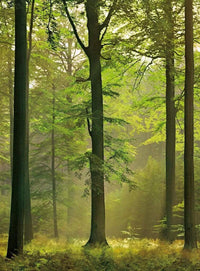 Wizard+Genius Autumn Forest Vlies Fototapete 192x260cm 4 bahnen | Yourdecoration.de