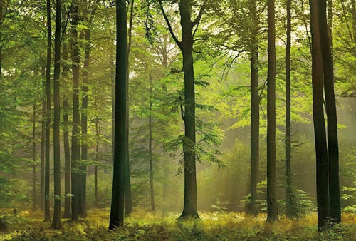 Wizard+Genius Autumn Forest Vlies Fototapete 384x260cm 8 bahnen | Yourdecoration.de