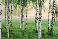 Wizard+Genius Nordic Forest Vlies Fototapete 384x260cm 8 bahnen | Yourdecoration.de