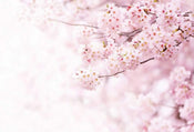 Wizard+Genius Delicate Flowers Vlies Fototapete 384x260cm 8 bahnen | Yourdecoration.de