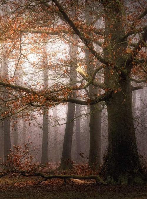 Wizard+Genius Foggy Autumn Forest Vlies Fototapete 192x260cm 4 bahnen | Yourdecoration.de