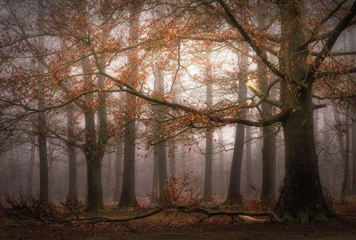 Wizard+Genius Foggy Autumn Forest Vlies Fototapete 384x260cm 8 bahnen | Yourdecoration.de