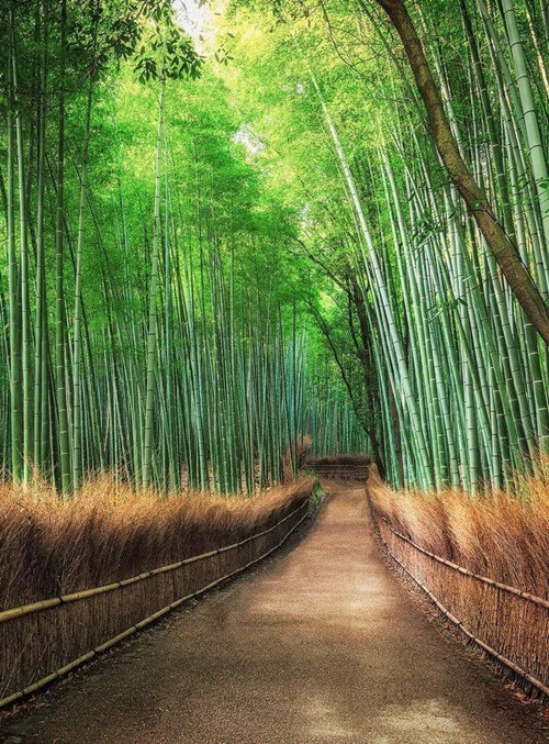 Wizard+Genius Bamboo Grove Kyoto Vlies Fototapete 192x260cm 4 bahnen | Yourdecoration.de