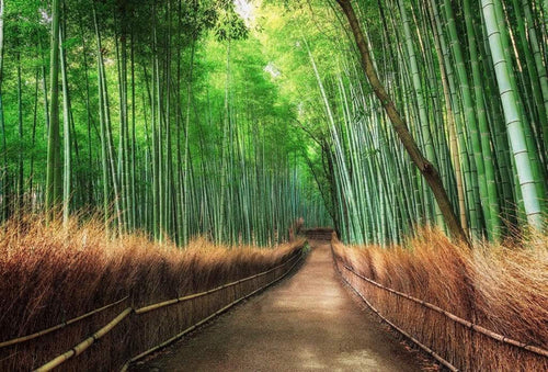 Wizard+Genius Bamboo Grove Kyoto Vlies Fototapete 384x260cm 8 bahnen | Yourdecoration.de