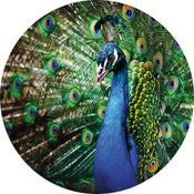 Wizard+Genius Beautiful Peacock Vlies Fototapete 140x140cm rund | Yourdecoration.de