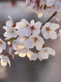 Wizard+Genius Cherry Blossoms Vlies Fototapete 192x260cm 4 bahnen | Yourdecoration.de