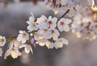 Wizard+Genius Cherry Blossoms Vlies Fototapete 384x260cm 8 bahnen | Yourdecoration.de