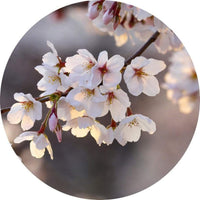 Wizard+Genius Cherry Blossoms Vlies Fototapete 140x140cm rund | Yourdecoration.de