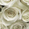 Komar A la Rose Fototapete 368x254cm | Yourdecoration.de