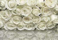 Komar A la Rose Fototapete 368x254cm | Yourdecoration.de