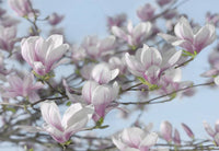Komar Magnolia Fototapete 368x254cm | Yourdecoration.de